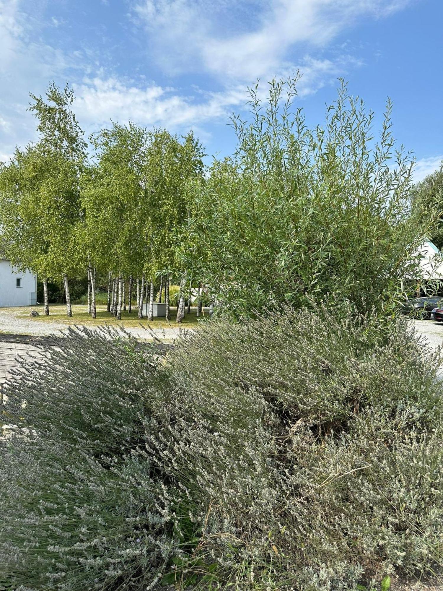 Haus Am See Neusiedl am See Exterior foto